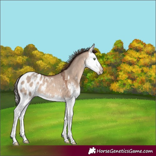 Horse Color:Sable Champagne Dun Sabino Splash Appaloosa 