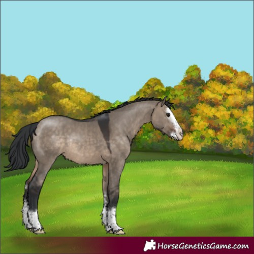 Horse Color:Brown Dun Sabino Splash Rabicano 