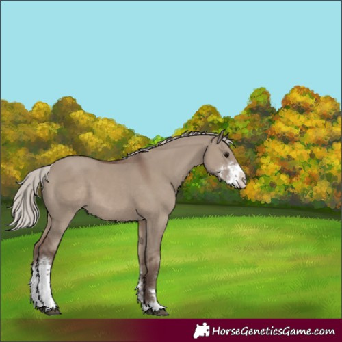 Horse Color:Silver Grullo Sabino 