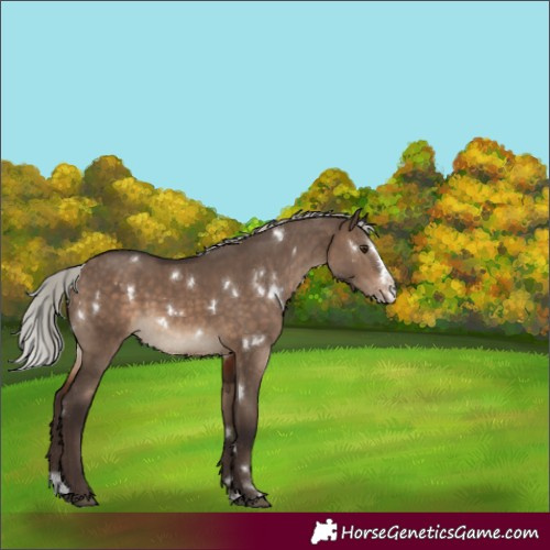 Horse Color:White Spotted Silver Brown Dun Splash Rabicano 