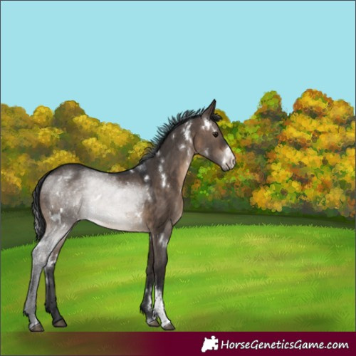 Horse Color:White Spotted Brown Dun Sabino Rabicano 