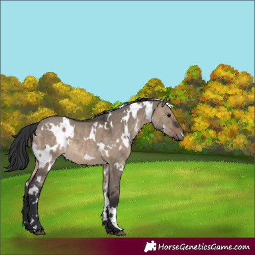 Horse Color:White Spotted Brown Dun 