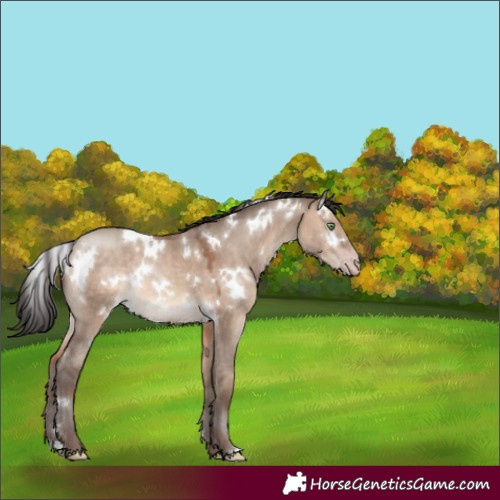 Horse Color:White Spotted Sable Champagne Dun Rabicano 