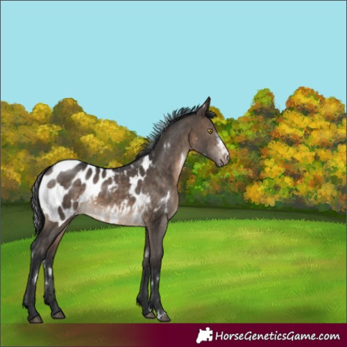 Horse Color:White Spotted Brown Dun Sabino Appaloosa Rabicano 