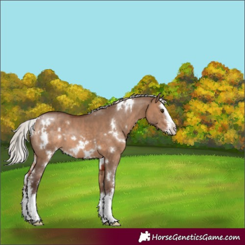 Horse Color:White Spotted Silver Brown Dun Sabino Splash 