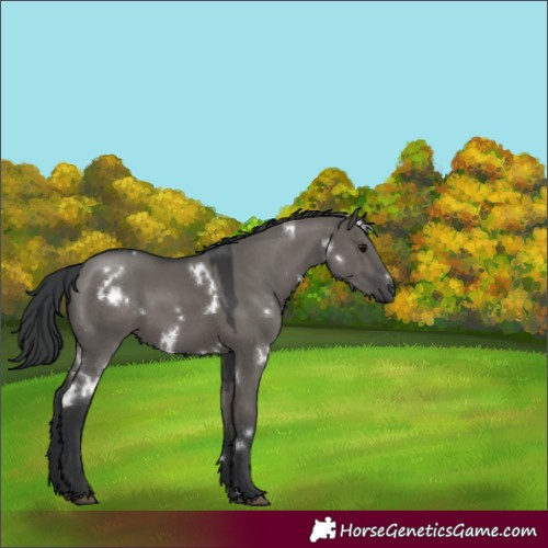 Horse Color:White Spotted Grullo Rabicano 