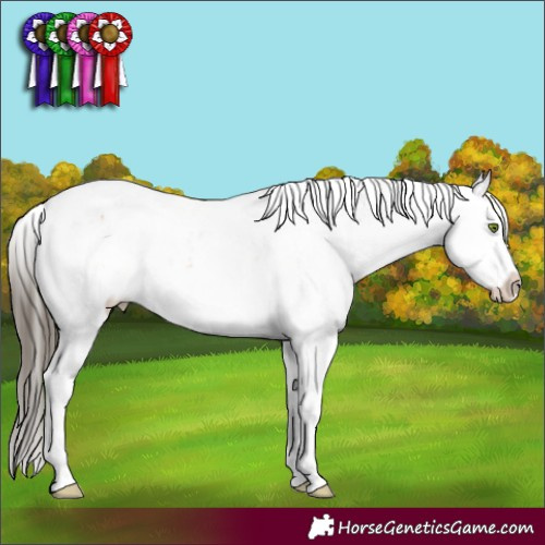 Horse Color:Classic Cream Champagne Dun Sabino Splash 
