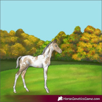 Horse Color:White Spotted Silver Buckskin Pearl Tobiano 