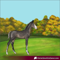 Horse Color:Silver Smoky Black Sabino 