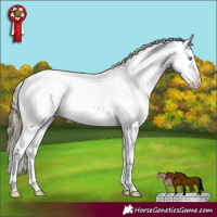 Horse Color:Buckskin Pearl Sabino Rabicano