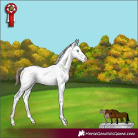 Horse Color:Buckskin Pearl Sabino Rabicano 