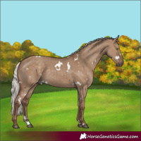 Horse Color:White Spotted Silver Grullo Rabicano