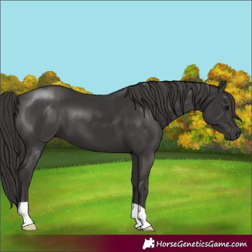 Horse Color:Smoky Black