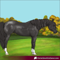 Horse Color:Smoky Black 