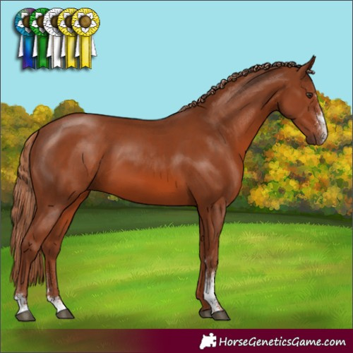 Horse Color:Chestnut Sabino