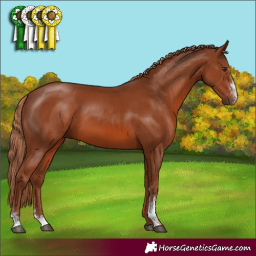 Horse Color:Chestnut Sabino 