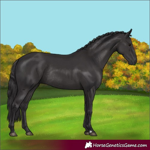 Horse Color:Smoky Black Rabicano 