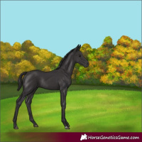 Horse Color:Smoky Black Rabicano 