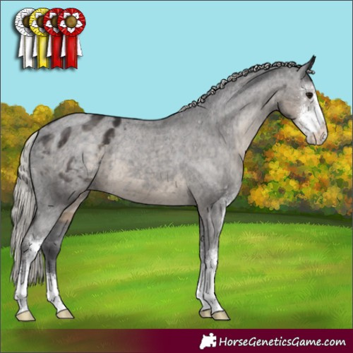 Horse Color:Silver Smoky Black Sabino Appaloosa 