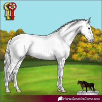Horse Color:Gray Silver Brown Sabino 