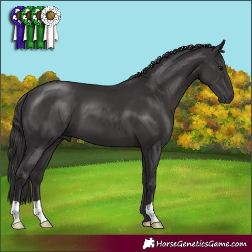 Horse Color:Smoky Black 