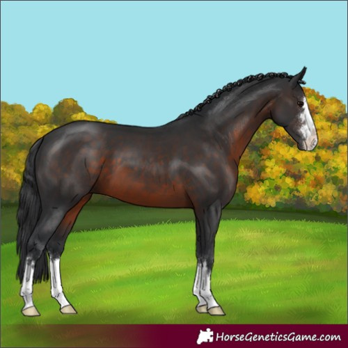 Horse Color:Brown 