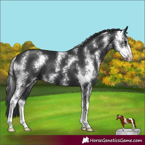 Horse Color:Black Sabino 