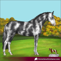 Horse Color:Black Sabino 