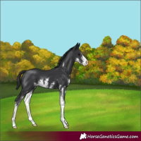 Horse Color:Black Sabino 