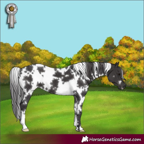 Horse Color:White Spotted Smoky Black