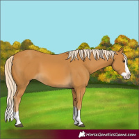Horse Color:Palomino Splash
