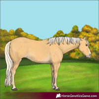 Horse Color:Palomino Splash 