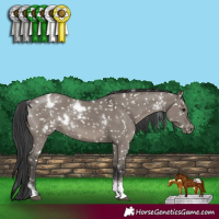 Horse Color:White Spotted Grullo Tobiano Appaloosa Rabicano 