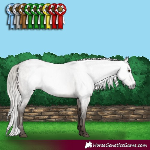 Horse Color:Gray Silver Brown Roan Dun Appaloosa Rabicano Brindle 