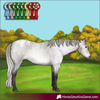 Horse Color:Gray Silver Brown Roan Dun Appaloosa Rabicano Brindle 