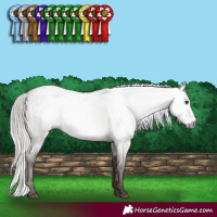 Horse Color:Gray Silver Brown Roan Dun Appaloosa Rabicano Brindle 