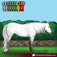 Horse Color:Gray Silver Brown Roan Dun Appaloosa Rabicano Brindle 