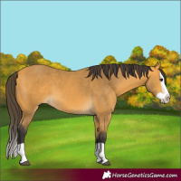 Horse Color:Buckskin Splash 