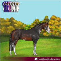 Horse Color:Bay Sabino