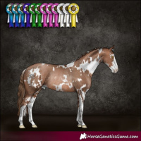 Horse Color:White Spotted Brown Pearl Sabino Rabicano 