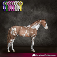 Horse Color:White Spotted Brown Pearl Sabino Rabicano