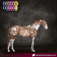 Horse Color:White Spotted Brown Pearl Sabino Rabicano 
