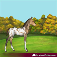 Horse Color:Buckskin Dun Tobiano Appaloosa 