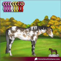 Horse Color:White Spotted Buckskin Frame Rabicano 