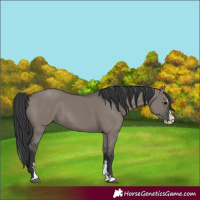 Horse Color:Grullo Sabino Splash Rabicano 