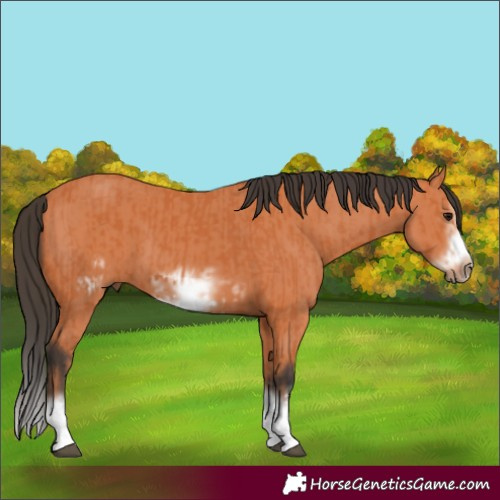 Horse Color:Bay Splash Frame  and Bay Splash Frame 