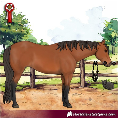Horse Color:Bay 