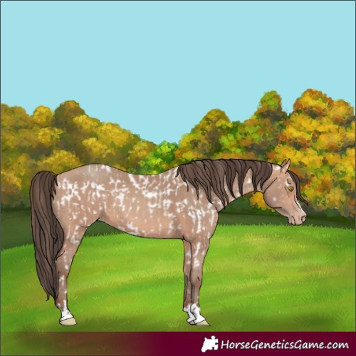 Horse Color:Amber Champagne Near Leopard  and Amber Champagne 