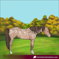 Horse Color:Amber Champagne Near Leopard  and Amber Champagne 