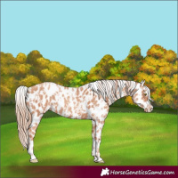 Horse Color:Gold Champagne Near Leopard  and Gold Champagne Near Leopard 